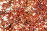 Ruby Red Vanadinite Crystals on Pink Barite - Morocco #82383-2